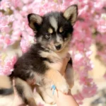 chiot pomsky noir et blanc devant des fleurs