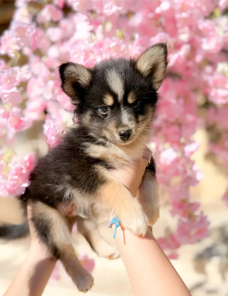 chiot pomsky noir et blanc devant des fleurs