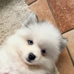 chiot pomsky qui joue