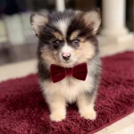 chiot pomsky tricolor