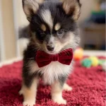 chiot pomsky noeud papillon