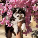 chiot pomsky derriere un arbre