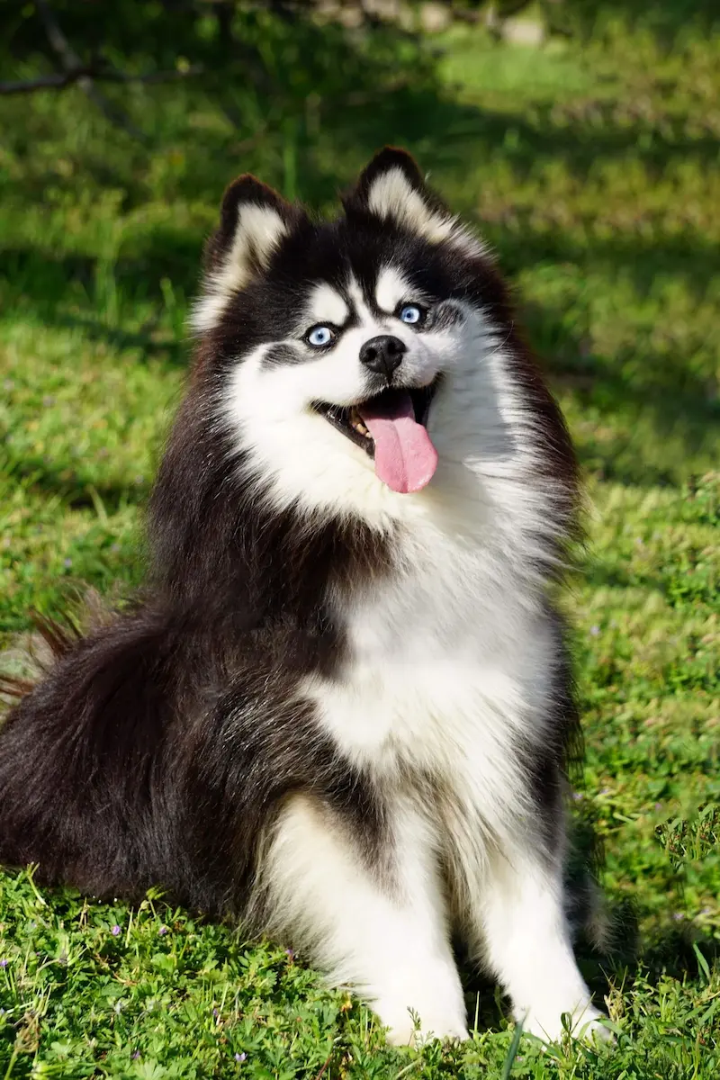 Caractéristiques du Pomsky