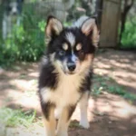 kiko chiot pomsky