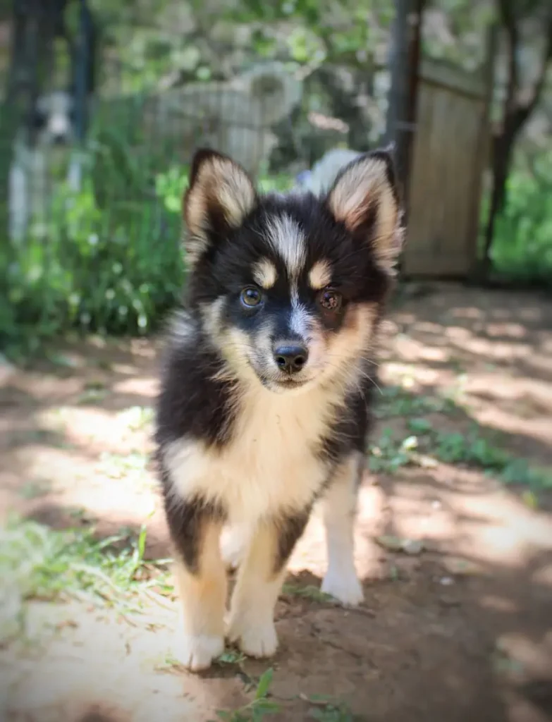 kiko chiot pomsky