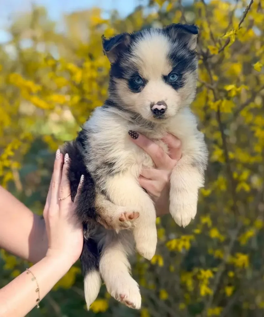 chiot merle pomsky