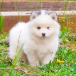 magnifique pomsky