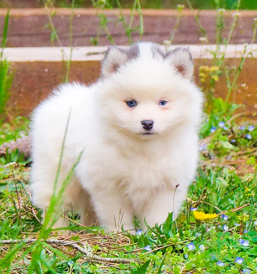 magnifique pomsky
