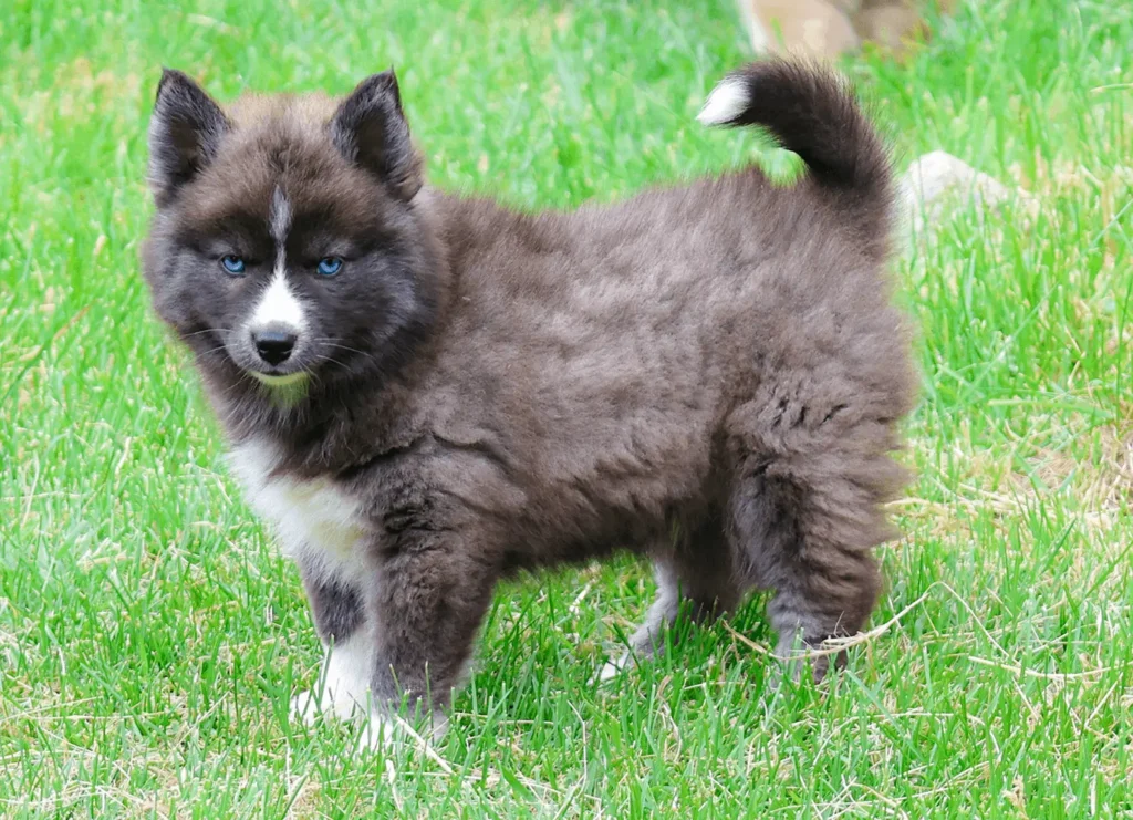 magnifique chiot pomsky