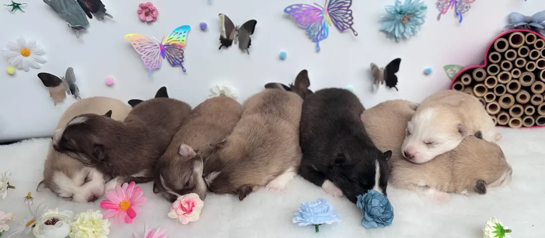 couleurs des chiots pomsky