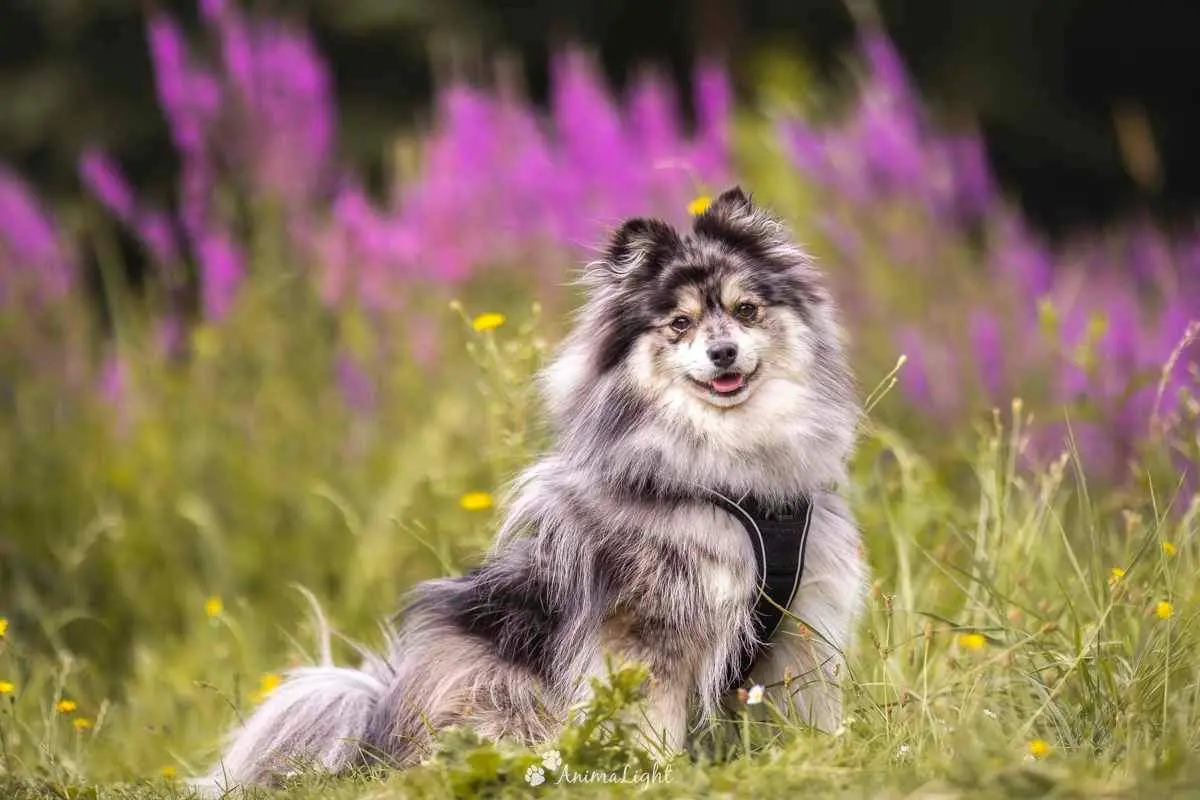 Entretien du Pomsky