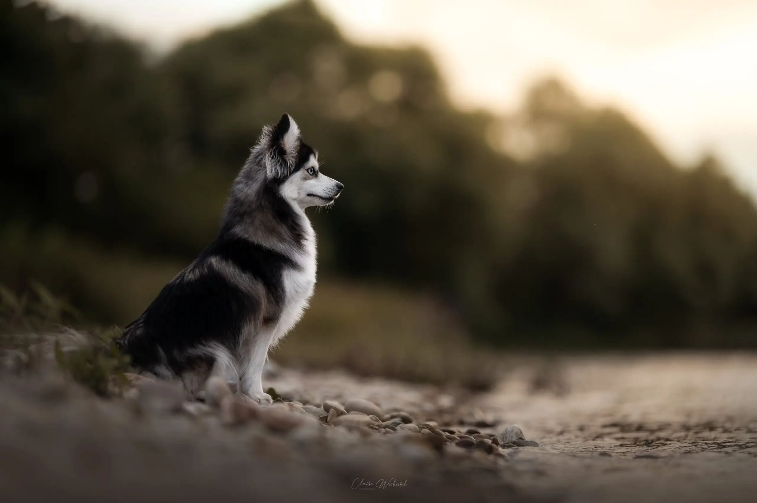 Santé du Pomsky