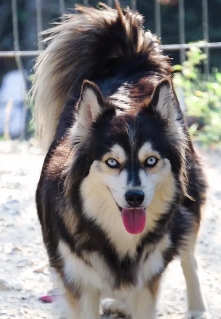 pomsky adulte lagertha