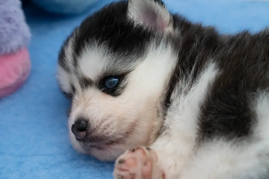 Chiot Pomsky Little Wolf Angels