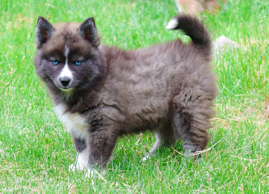 Chiot Pomsky