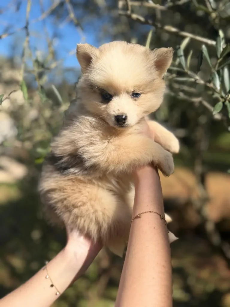 petit male pomsky