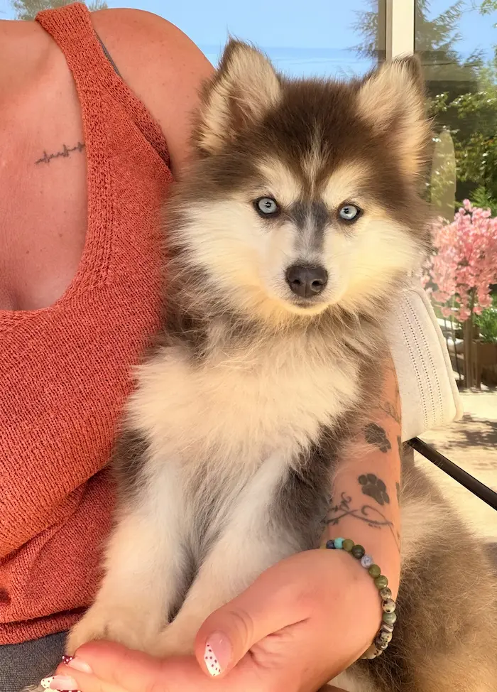 Chiot Pomsky