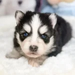 hades chiot pomsky