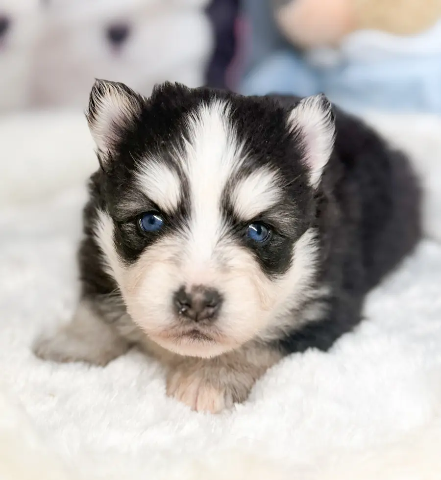 hades chiot pomsky