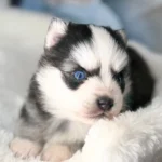 bjorn chiot pomsky