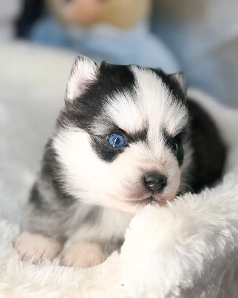 bjorn chiot pomsky