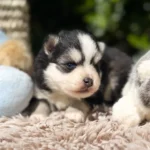 odin pomsky lagertha