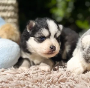 odin pomsky lagertha