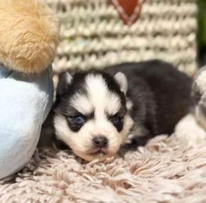 hades pomsky lagertha