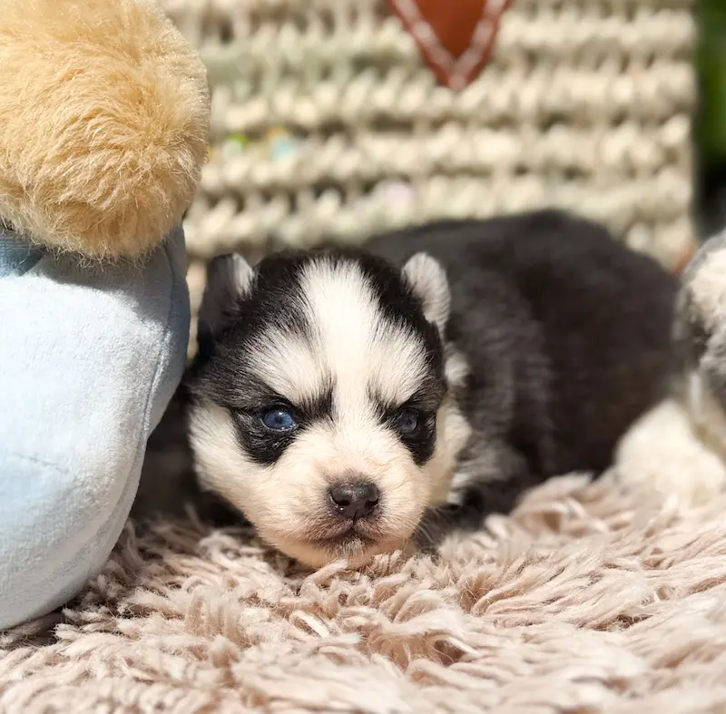 hades pomsky lagertha