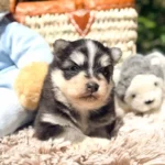 athena chiot pomsky