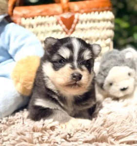 athena chiot pomsky
