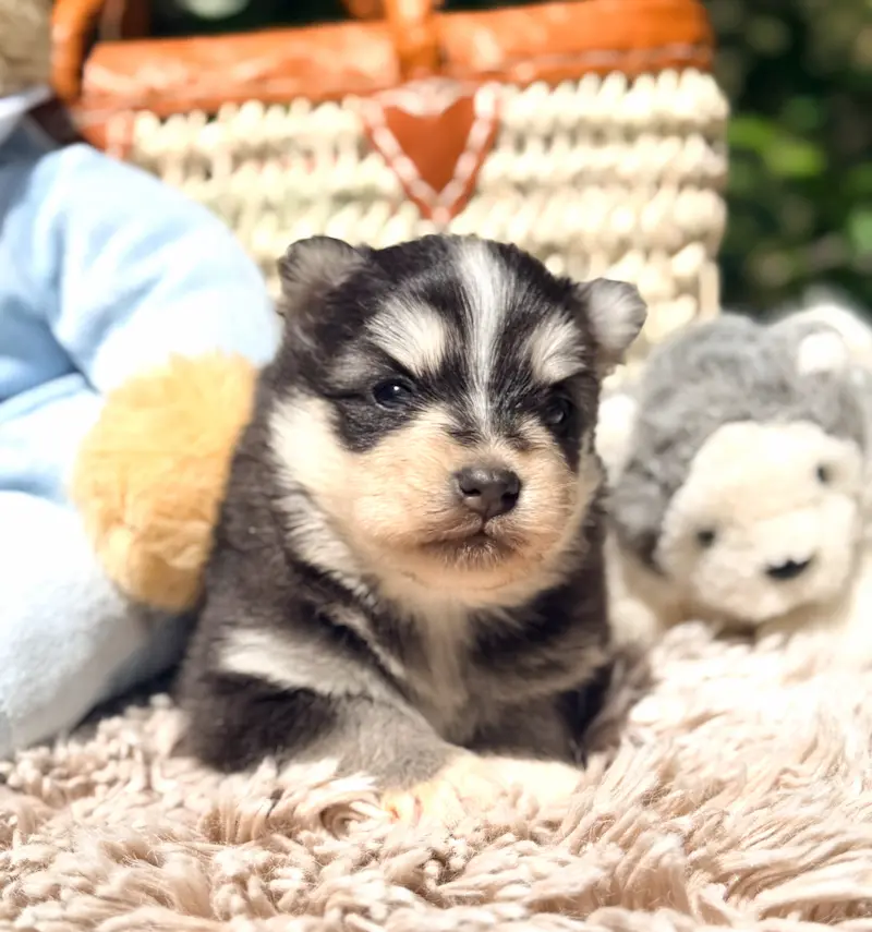 athena chiot pomsky