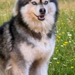 Nymeria
