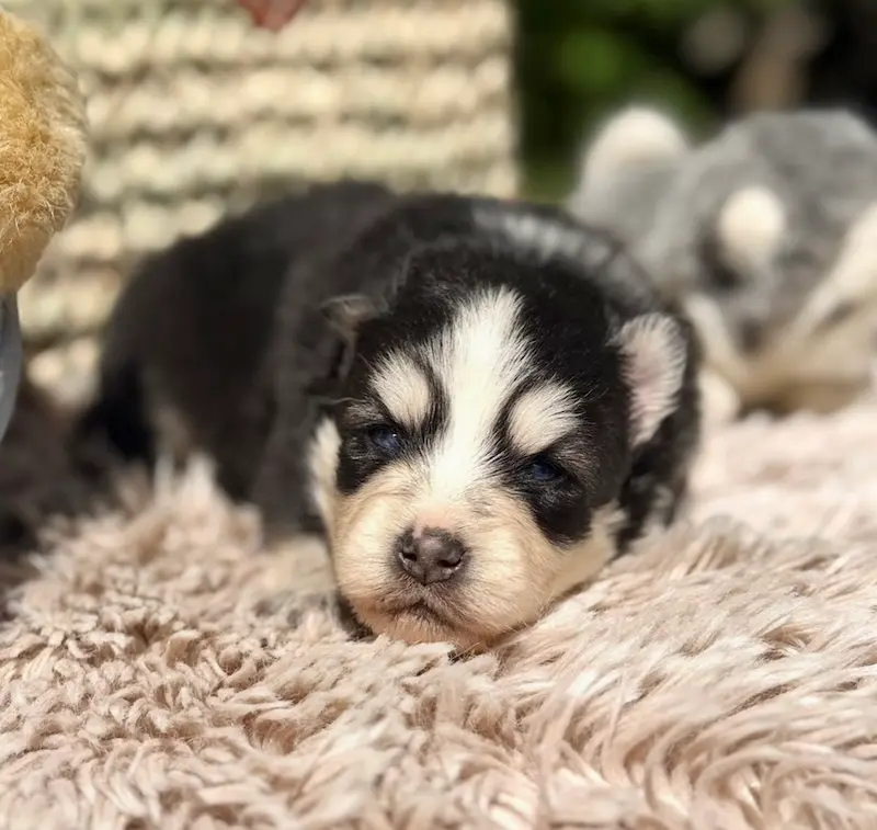 chiot pomsky lagertha