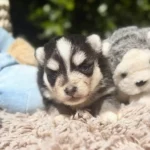 femelle chiot pomsky lagertha