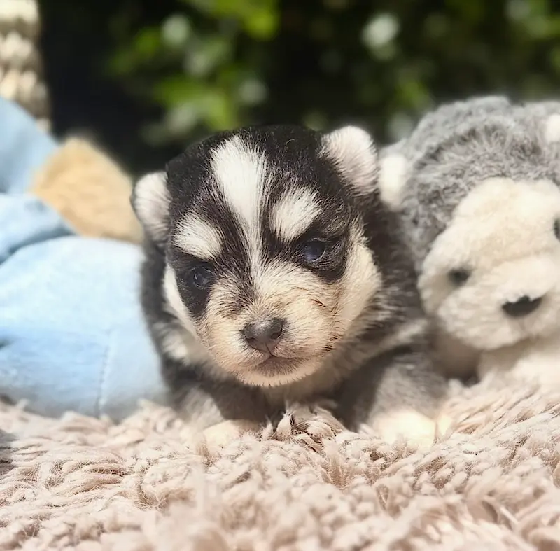 femelle chiot pomsky lagertha