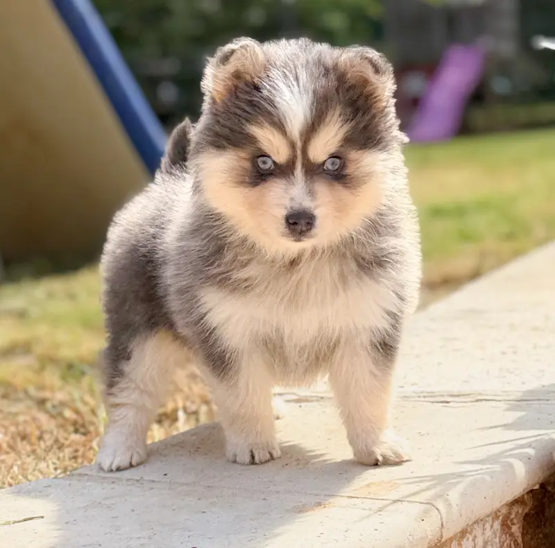 Chiot pomsky bleu