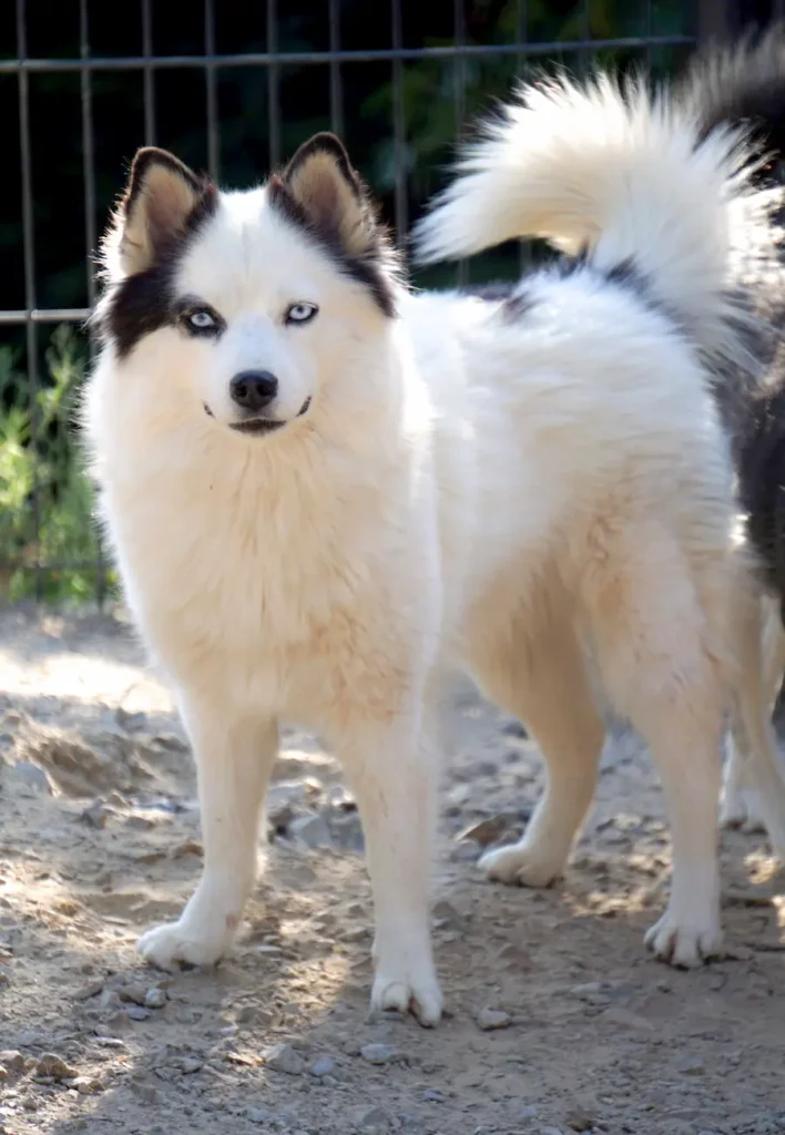 pomsky blanc pinto