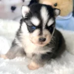 chiot femelle pomsky
