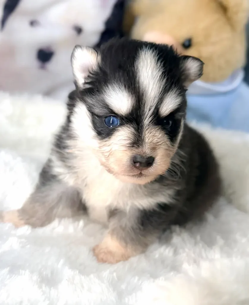 chiot femelle pomsky