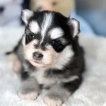 athena chiot pomsky