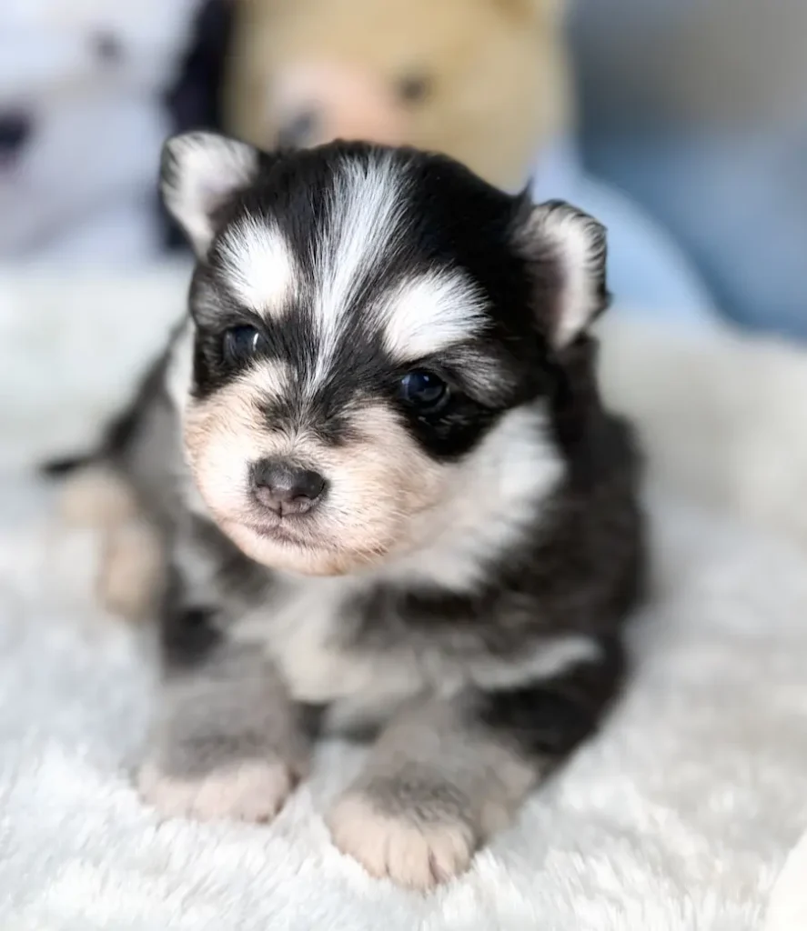athena chiot pomsky