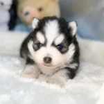 odin