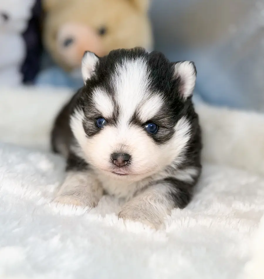 odin