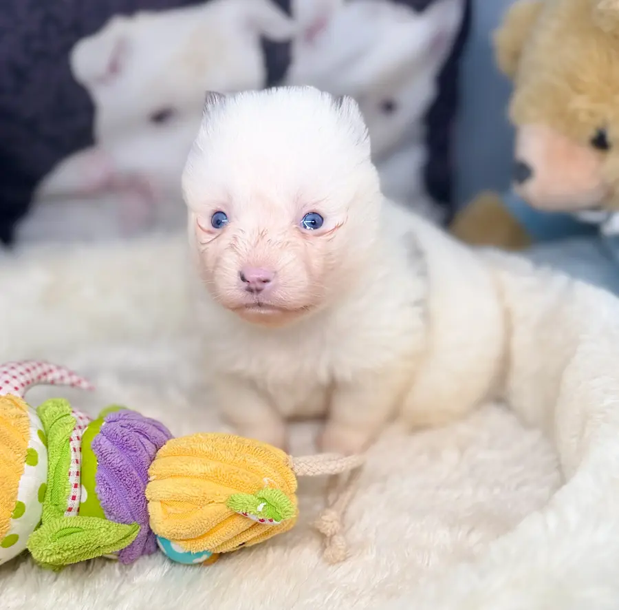 chiot Toy pomsky