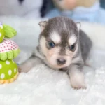 Lupa chiot pomsky bleu