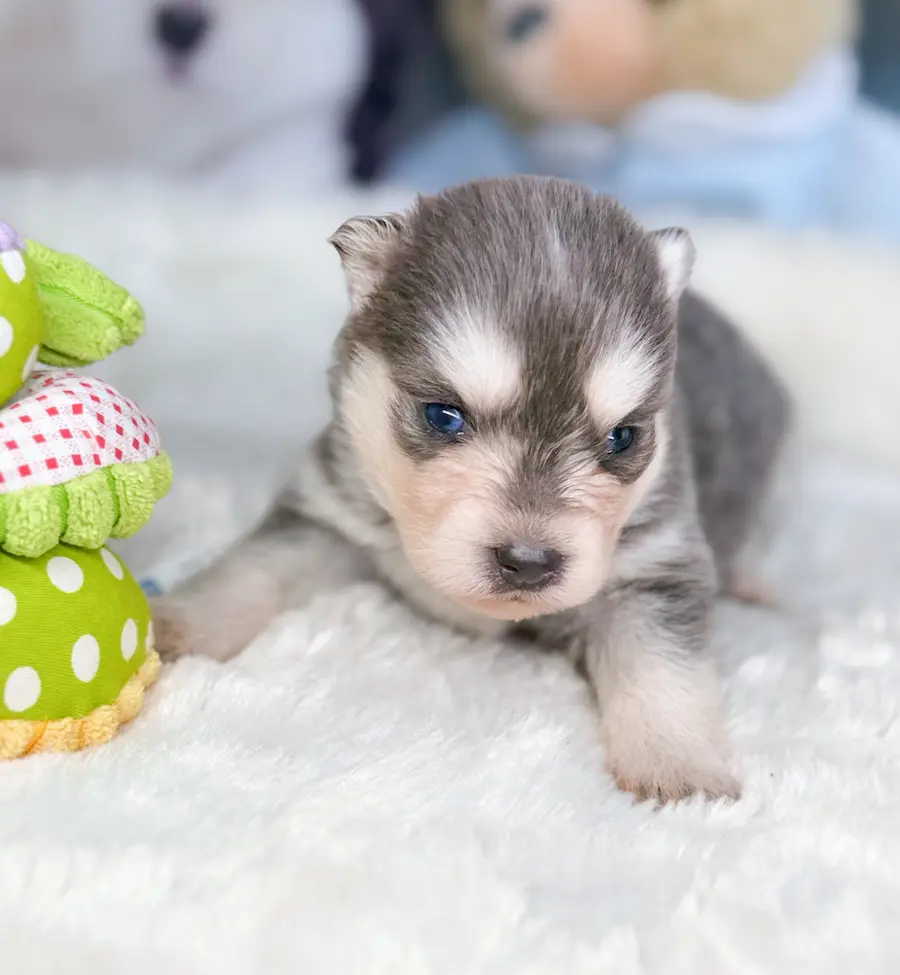 Lupa chiot pomsky bleu