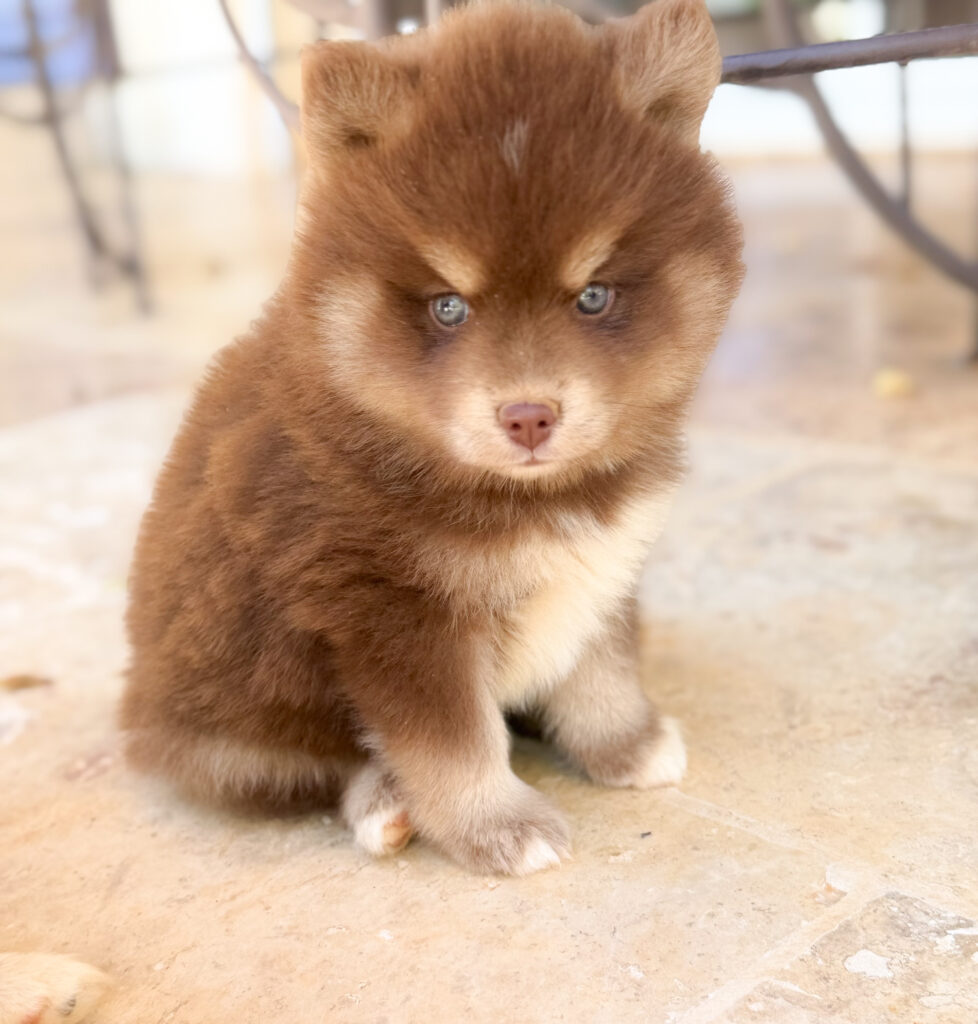 Winnie pomsky chocolat tan