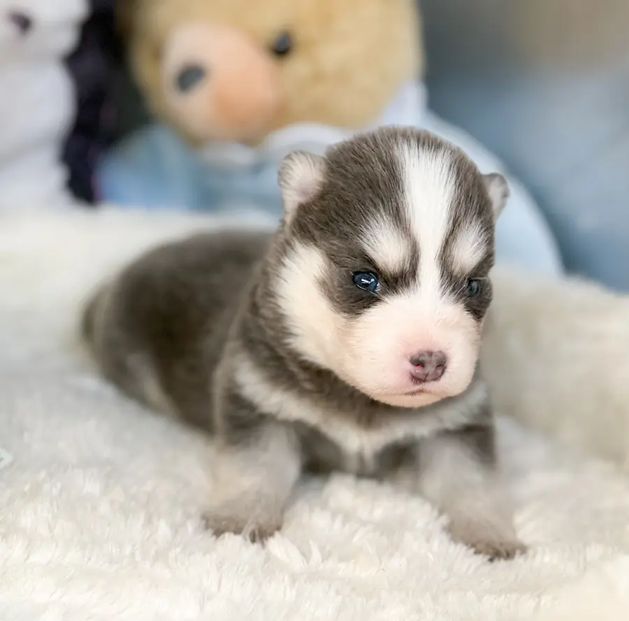 lune chiot pomsky