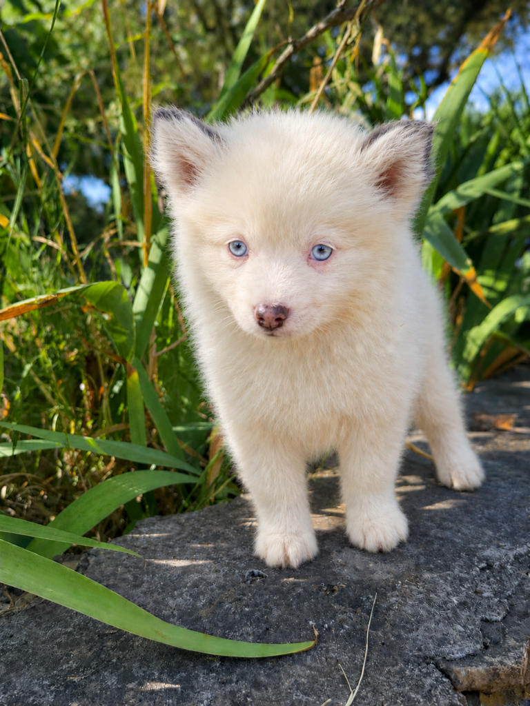 chiot pomsky blanc